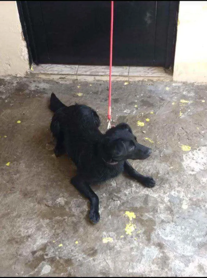 Cachorro ra a Srd idade 2 anos nome Pretinha
