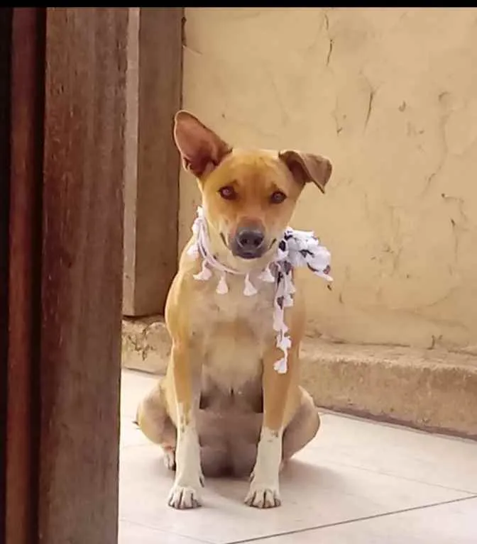 Cachorro ra a Vira lata idade 2 anos nome DHULLY