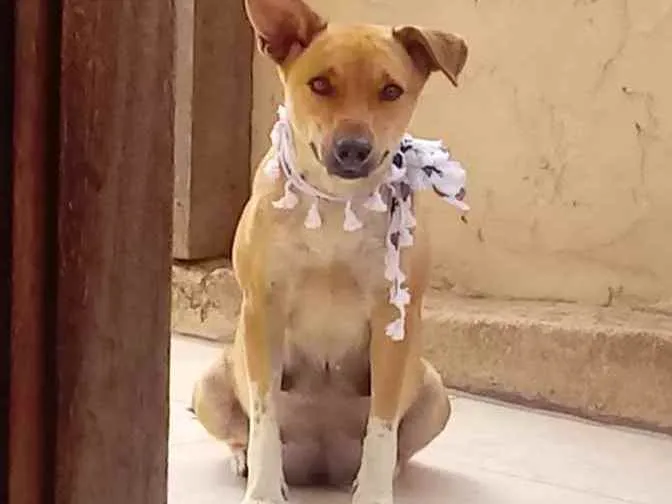 Cachorro ra a Vira lata idade 2 anos nome DHULLY