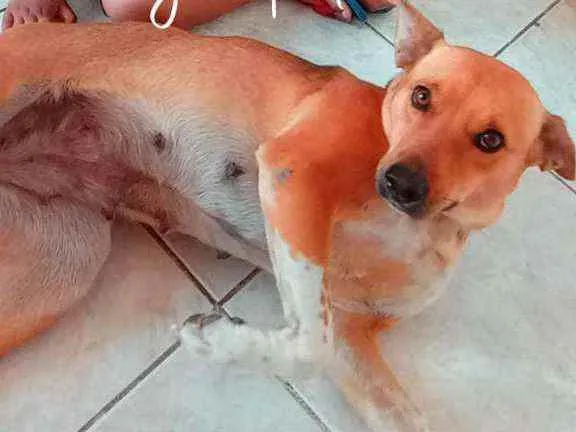 Cachorro ra a Vira lata idade 2 anos nome DHULLY