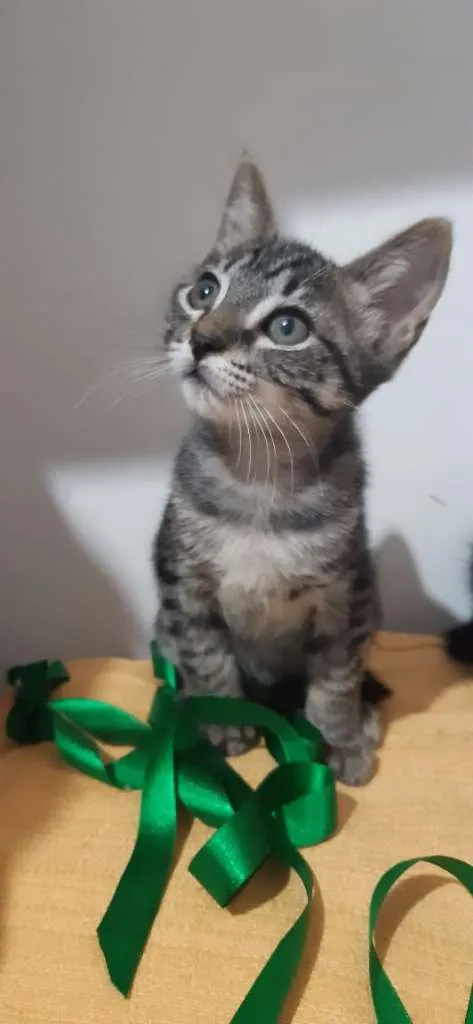 Gato raça SRD-ViraLata idade 2 a 6 meses nome Detroit