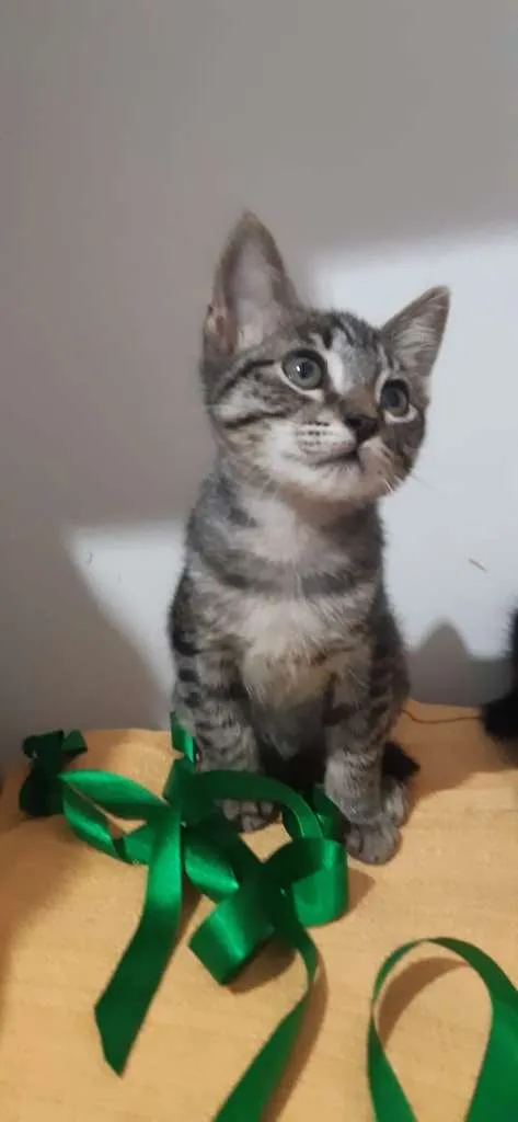 Gato raça SRD-ViraLata idade 2 a 6 meses nome Detroit