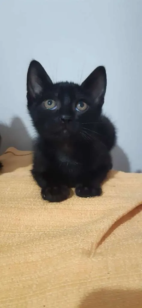 Gato raça SRD-ViraLata idade 2 a 6 meses nome Tenessi