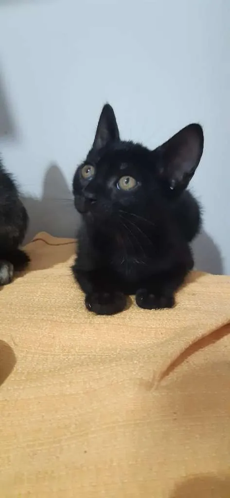 Gato raça SRD-ViraLata idade 2 a 6 meses nome Tenessi