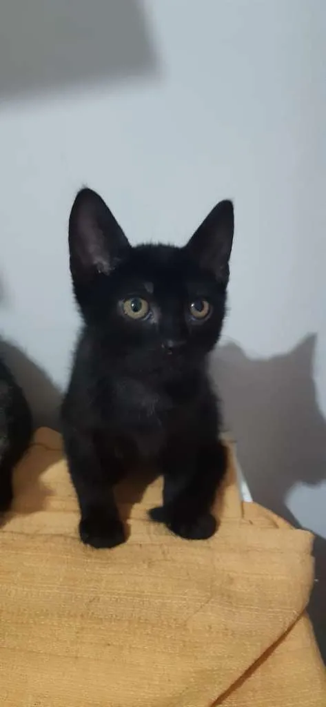Gato raça SRD-ViraLata idade 2 a 6 meses nome Tenessi
