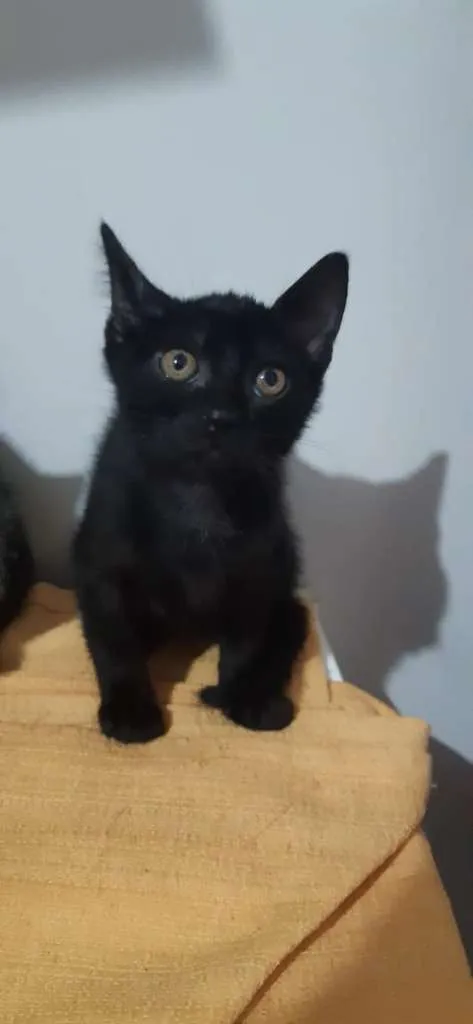 Gato raça SRD-ViraLata idade 2 a 6 meses nome Tenessi