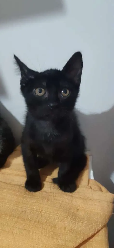 Gato raça SRD-ViraLata idade 2 a 6 meses nome Tenessi