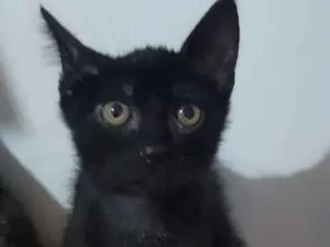 Gato raça SRD-ViraLata idade 2 a 6 meses nome Tenessi