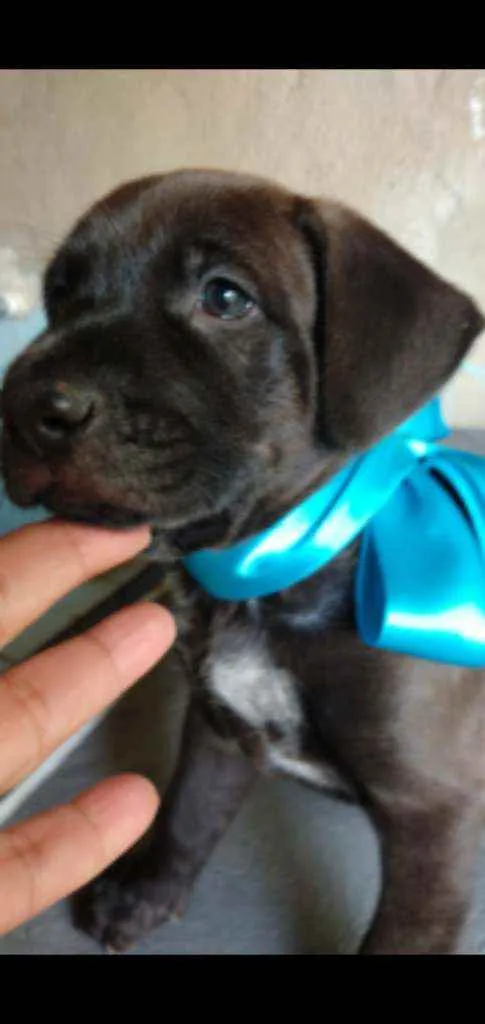 Cachorro ra a SRD idade 2 a 6 meses nome Veludo