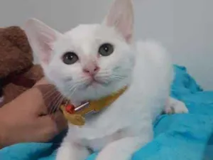Gato raça SRD-ViraLata idade 2 a 6 meses nome Louisiana