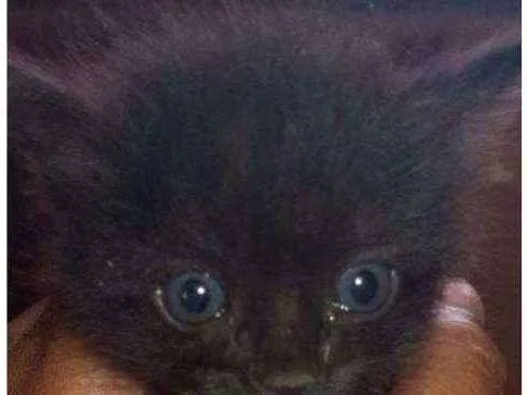 Gato ra a SRD idade Abaixo de 2 meses nome Miau