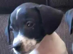Cachorro raça Srd idade 2 a 6 meses nome Caio
