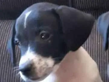 Cachorro raça Srd idade 2 a 6 meses nome Caio
