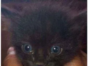 Gato raça SRD idade Abaixo de 2 meses nome Miau