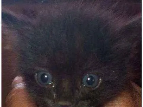Gato ra a SRD idade Abaixo de 2 meses nome Miau