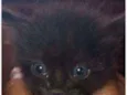 Miau