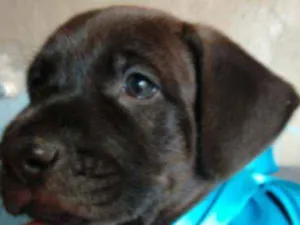 Cachorro raça SRD idade 2 a 6 meses nome Veludo