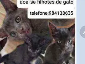 Gato ra a Gatos idade Abaixo de 2 meses nome Nao tem nome