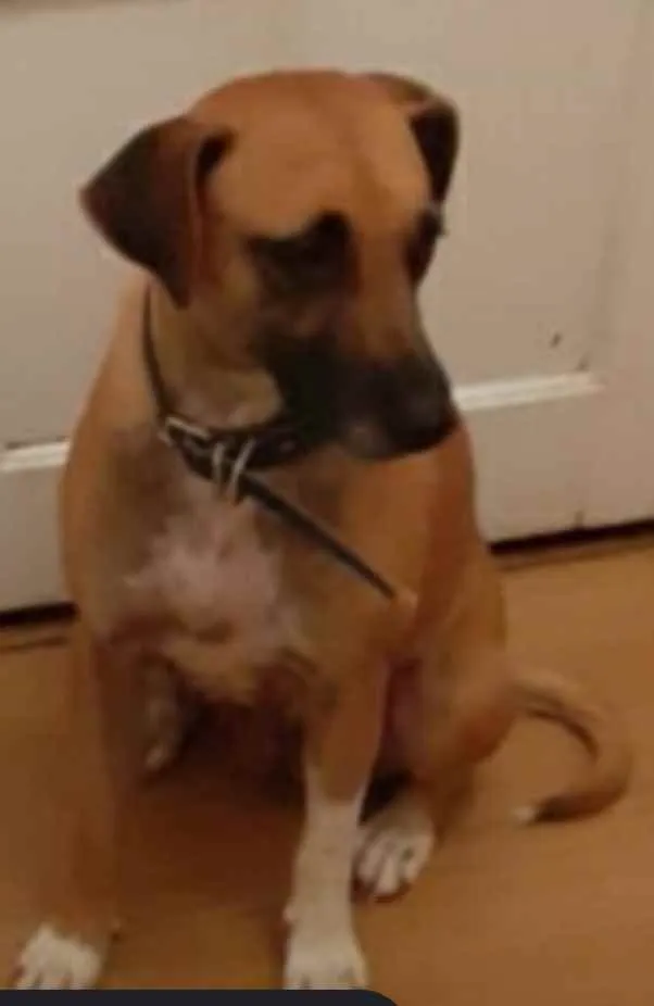 Cachorro raça srd idade 2 anos nome Juju