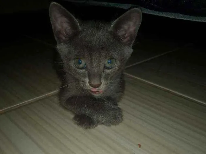 Gato ra a Gatos idade Abaixo de 2 meses nome Nao tem nome