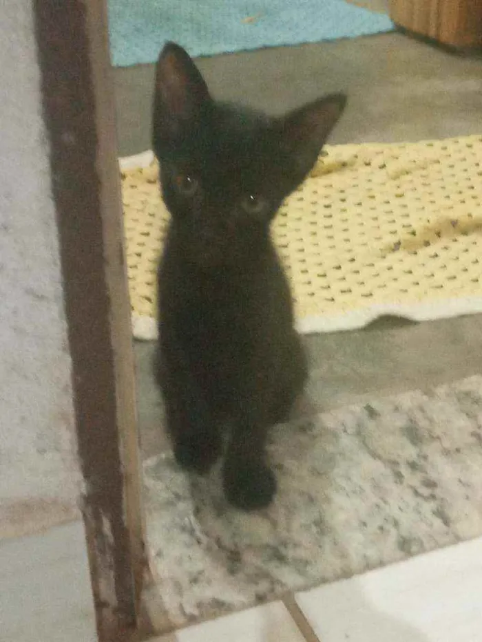 Gato ra a Gatos idade Abaixo de 2 meses nome Nao tem nome