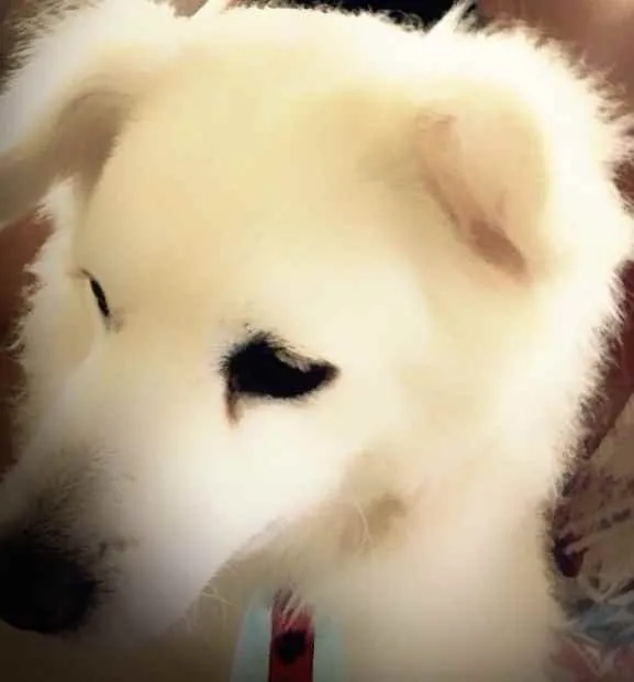 Cachorro raça Vira-lata  idade 7 a 11 meses nome Iuly