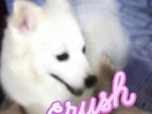 Cachorro raça Vira-lata  idade 7 a 11 meses nome Iuly