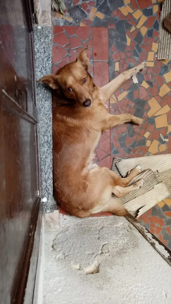 Cachorro ra a sem raça definida idade 5 anos nome Totó