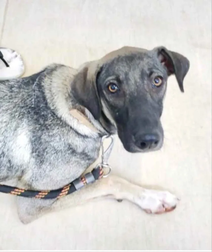 Cachorro ra a Mestiço  idade 7 a 11 meses nome Lico 