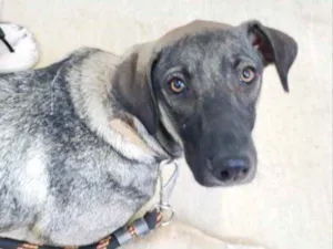 Cachorro raça Mestiço  idade 7 a 11 meses nome Lico 