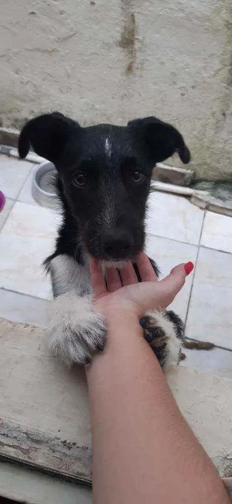 Cachorro ra a Mestiço  idade 1 ano nome LAICA