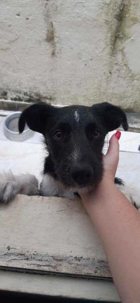 Cachorro ra a Mestiço  idade 1 ano nome LAICA