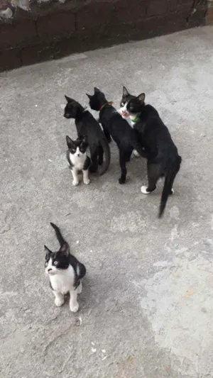 Gato raça Vaquinha  idade 2 a 6 meses nome Gambazinho tina etc 