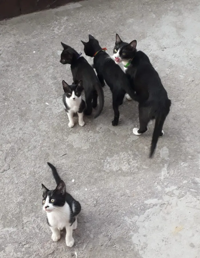 Gato raça Vaquinha  idade 2 a 6 meses nome Gambazinho tina etc 