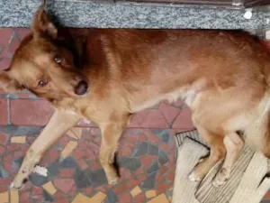 Cachorro raça sem raça definida idade 5 anos nome Totó