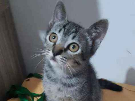 Gato raça SRD-ViraLata idade 2 a 6 meses nome Detroit