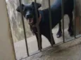 Pretinha