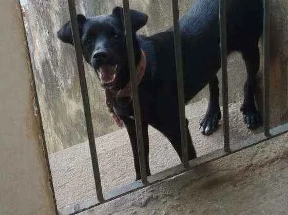 Cachorro ra a Srd idade 2 anos nome Pretinha