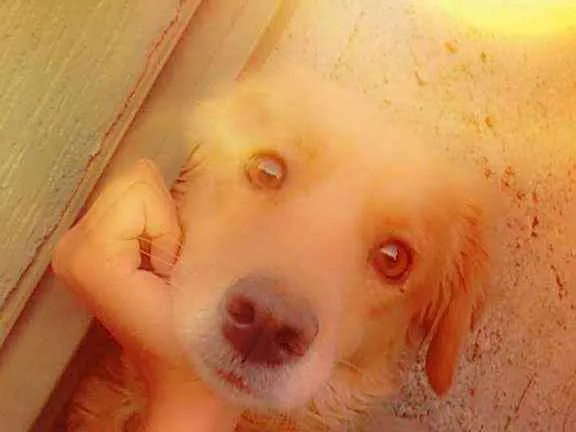 Cachorro ra a Vira-lata idade 4 anos nome Kiara