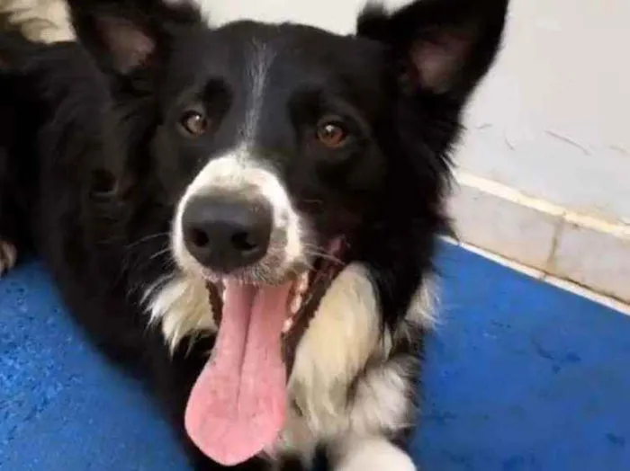 Cachorro ra a Border colle idade 2 anos nome Bidu
