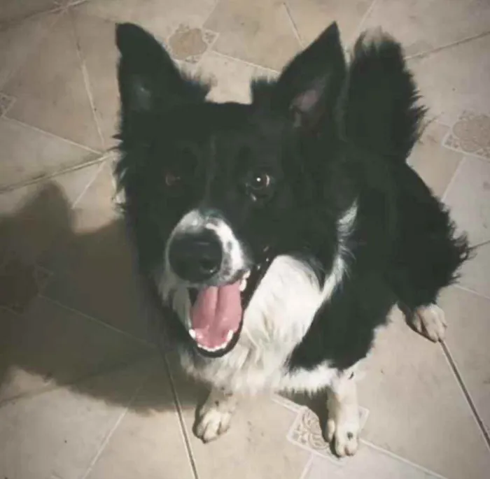 Cachorro ra a Border colle idade 2 anos nome Bidu