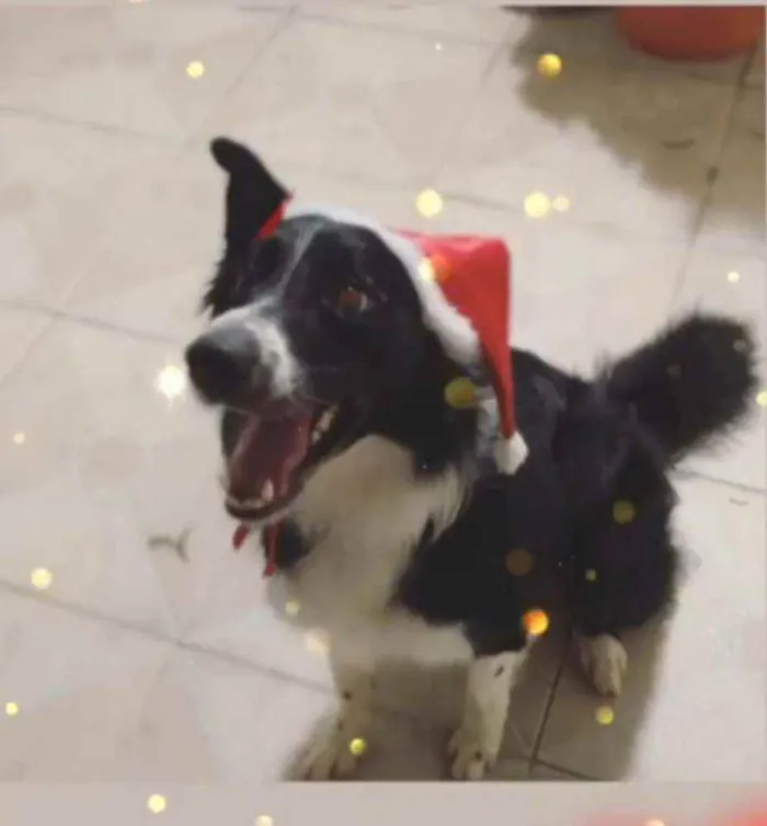 Cachorro ra a Border colle idade 2 anos nome Bidu