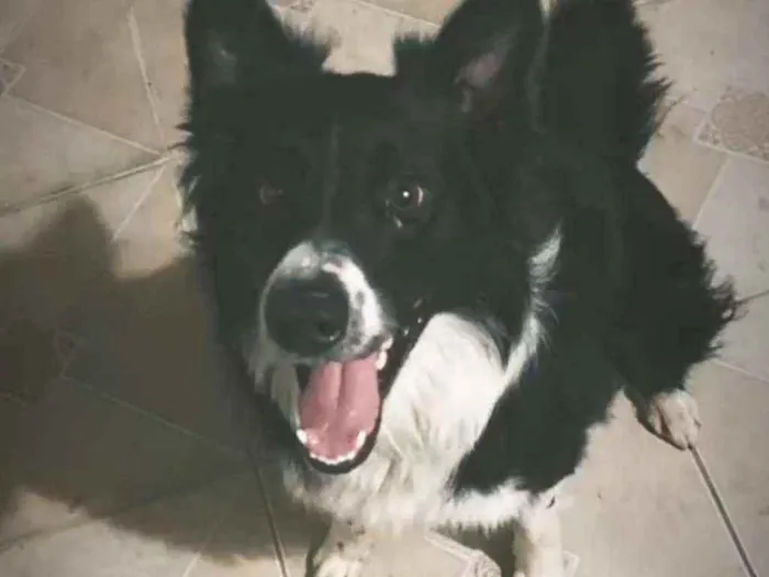 Cachorro ra a Border colle idade 2 anos nome Bidu