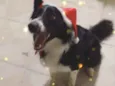 Bidu