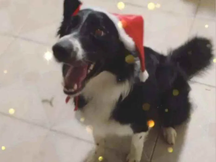 Cachorro ra a Border colle idade 2 anos nome Bidu
