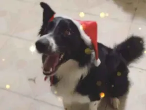 Cachorro raça Border colle idade 2 anos nome Bidu
