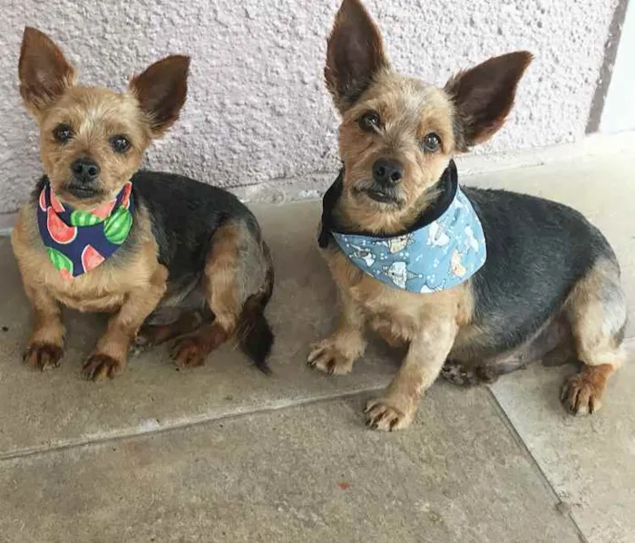 Cachorro ra a YORKSHIRE idade 4 anos nome BEETHOVEN e PAÇOCA 