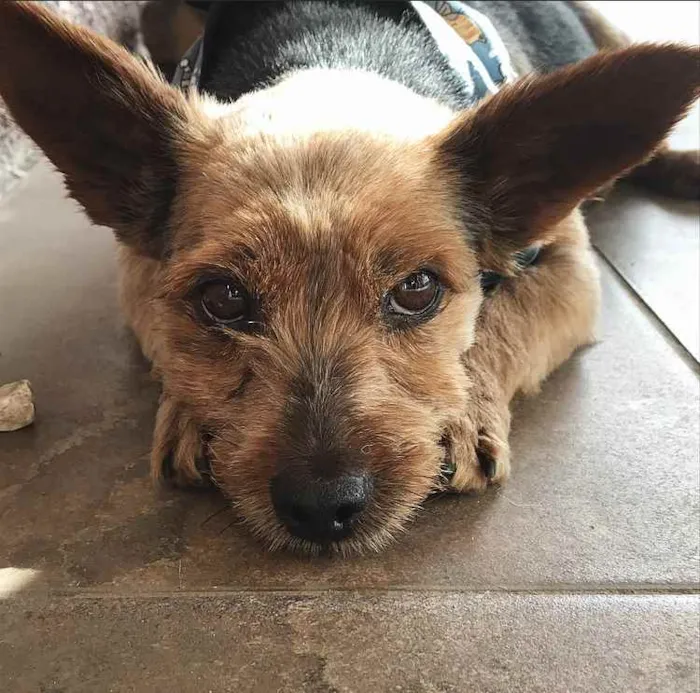 Cachorro ra a YORKSHIRE idade 4 anos nome BEETHOVEN e PAÇOCA 