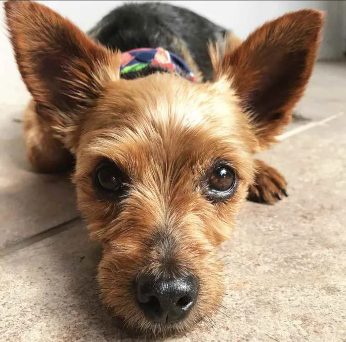 Cachorro ra a YORKSHIRE idade 4 anos nome BEETHOVEN e PAÇOCA 