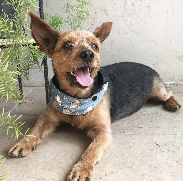 Cachorro ra a YORKSHIRE idade 4 anos nome BEETHOVEN e PAÇOCA 